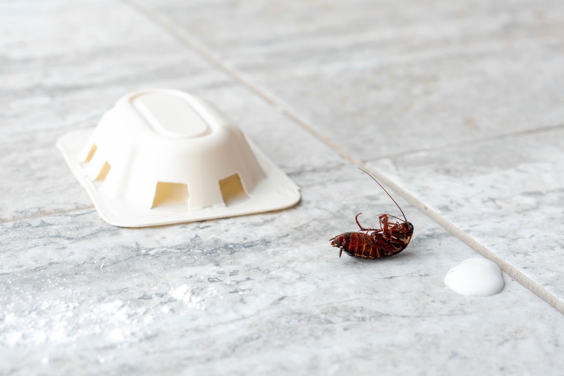 Spot the Signs: A Step-by-Step Guide to Early Pest Infestation Detection