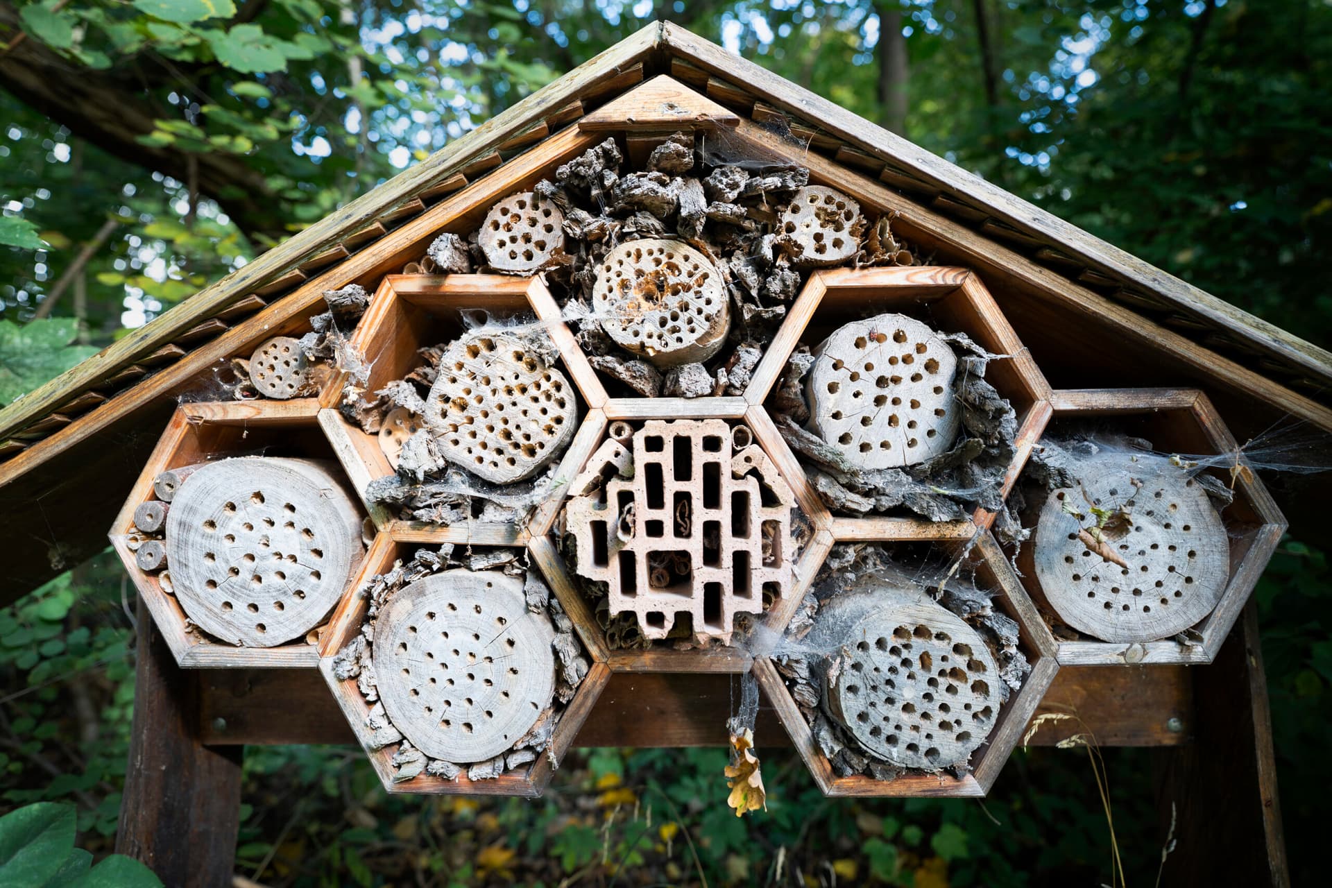 Nurturing Nature: How Natural Pest Control Supports Local Wildlife