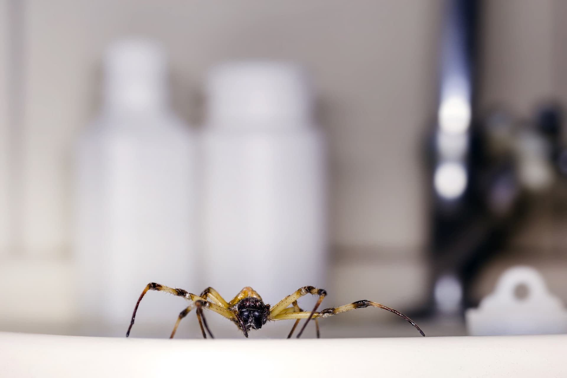 Unlocking Hidden Hacks: Natural Pest Control You’ve Yet to Discover