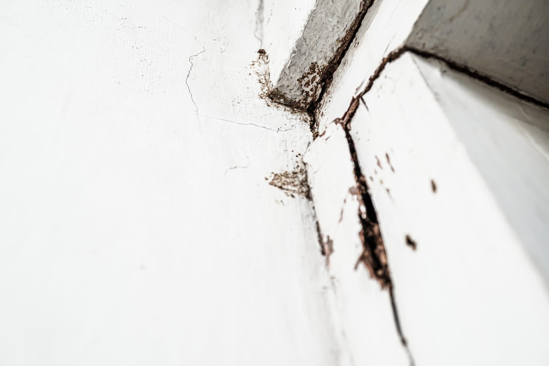 How to Identify Pest Entry Points and Seal Them Naturally: A Step-by-Step Guide