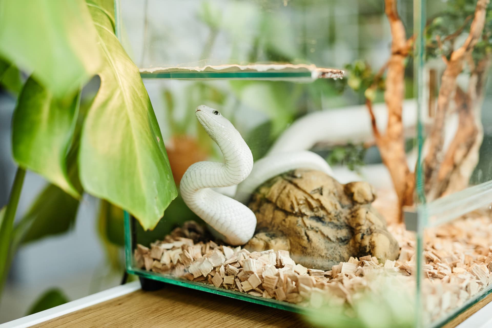 Eco-Friendly Tips for Maintaining Pest-Free Reptile Habitats
