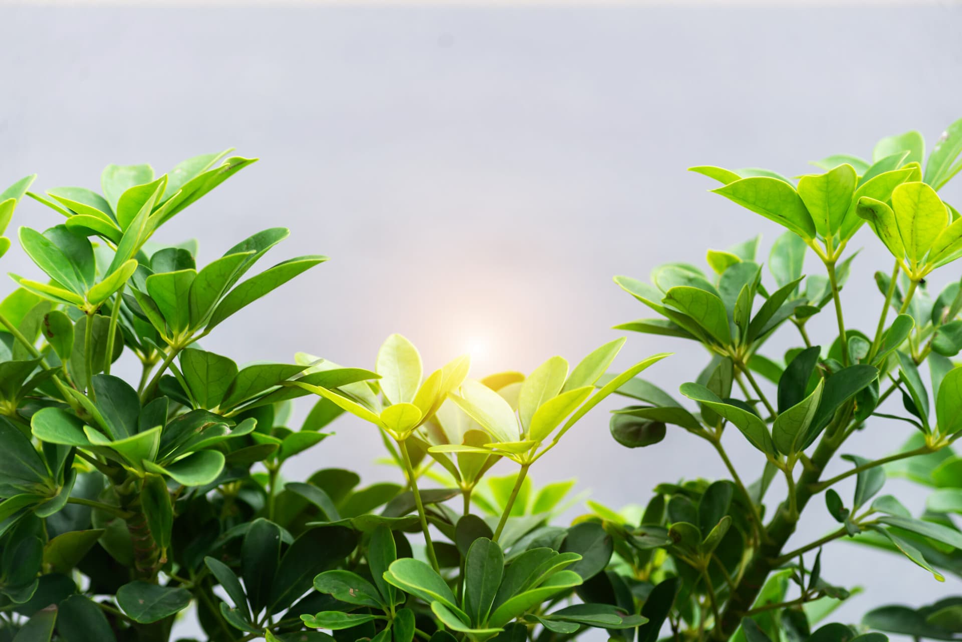 Designing a Chemical-Free Garden That Resists Common Pests