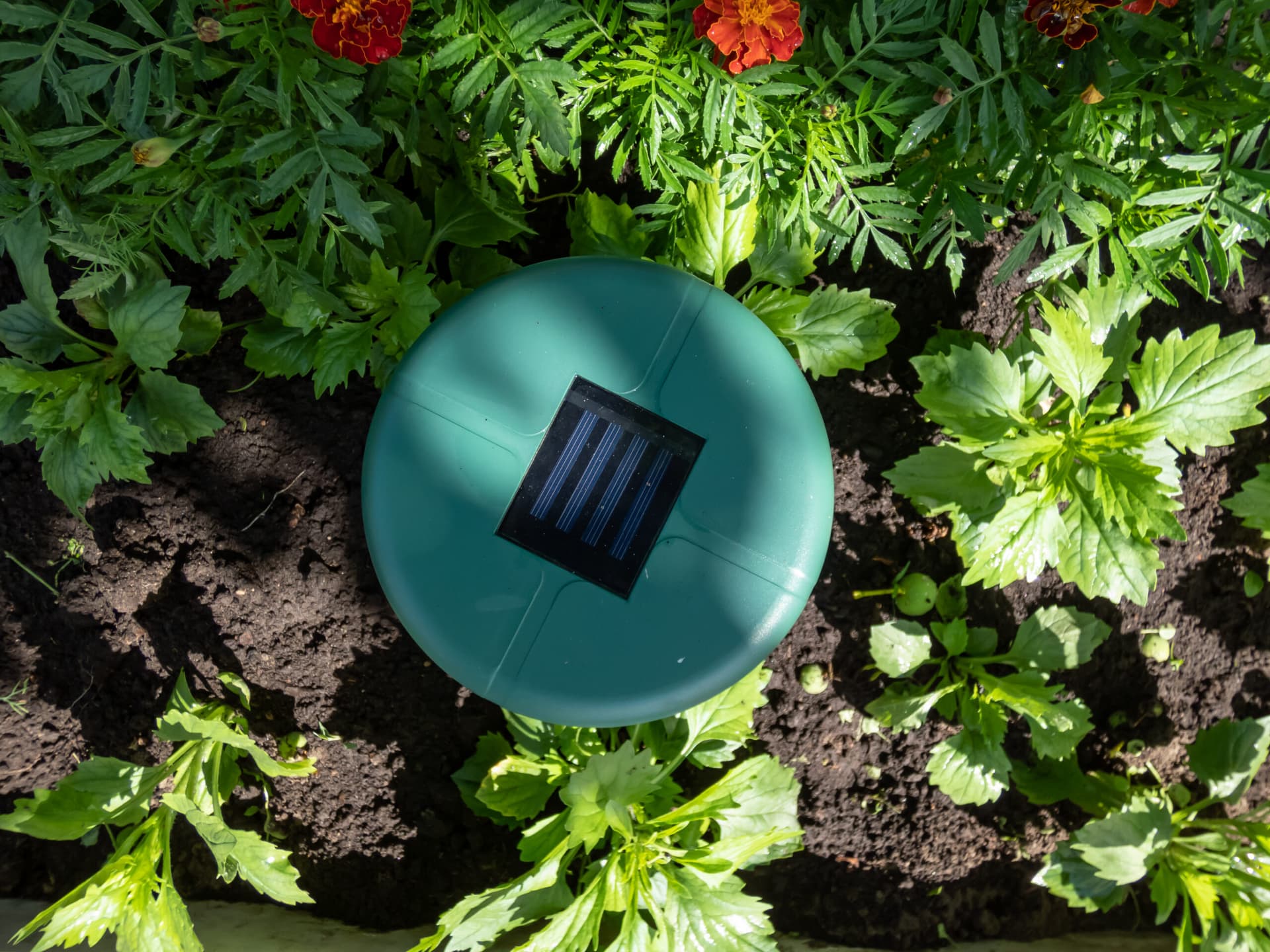 Building a Natural Pest Barrier Around Your Home: A Step-by-Step Guide