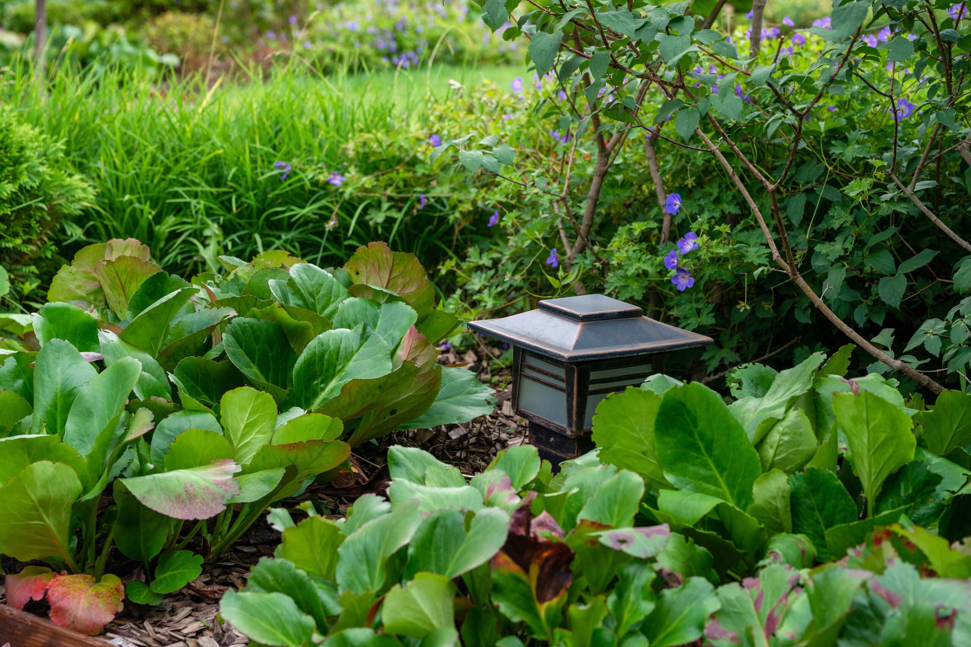 Top Eco-Friendly Practices to Maintain a Pest-Free Garden Year-Round