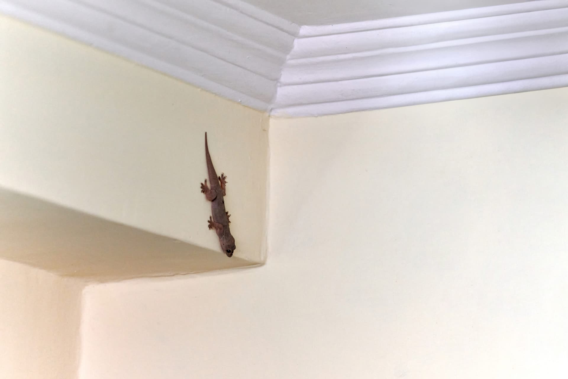 Reptile‑Safe Pest Management: Natural Home Solutions That Work