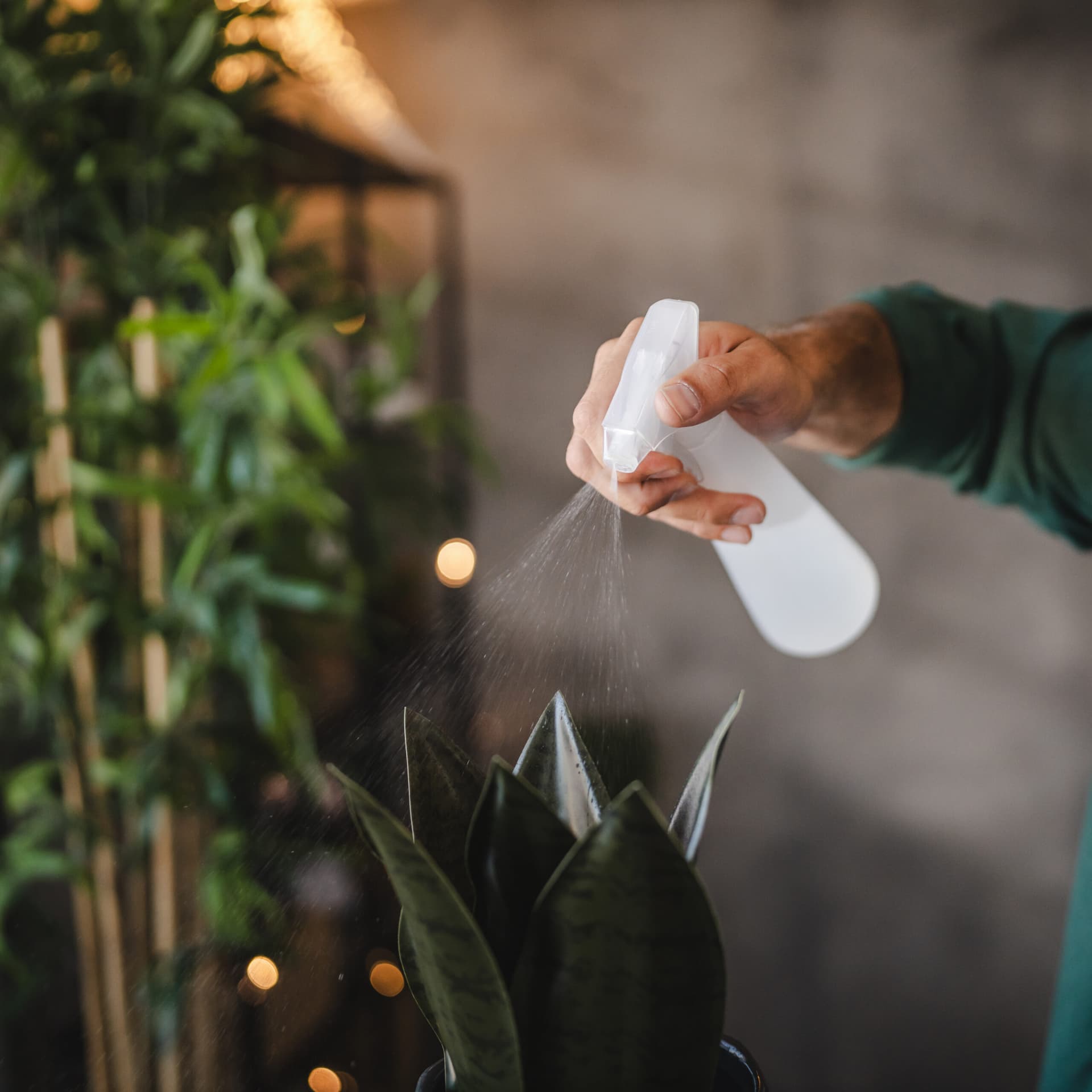 Natural Pest Control Strategies: Protect Your Home and the Environment