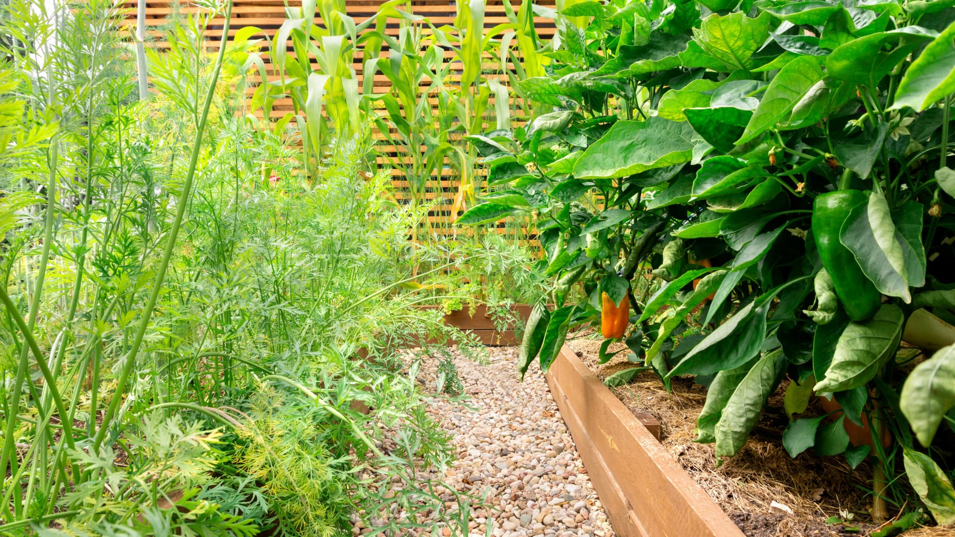 Eco-Friendly Pest Prevention: Best Practices for a Safe Garden Habitat