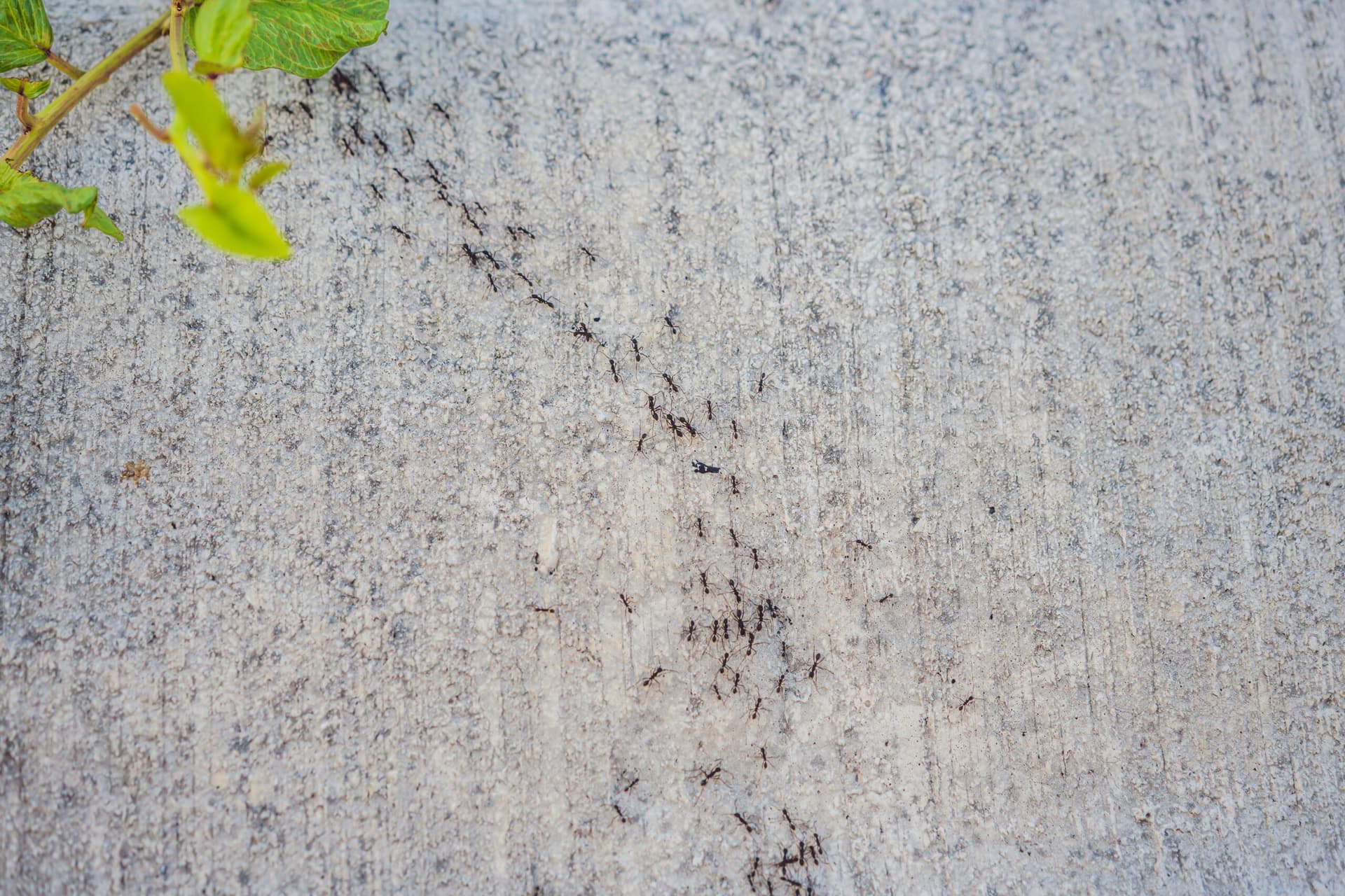 Understanding Pest Behavior: Use Their Patterns to Control Pests Naturally