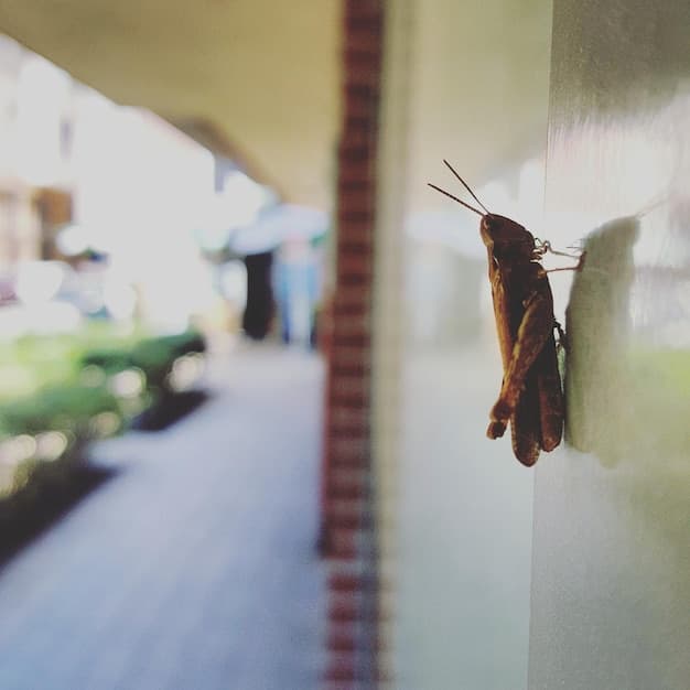 How to Keep Pests Out of Your Home Naturally This Spring