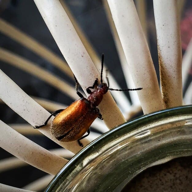 Reptile-safe pest control ideas for a safer habitat