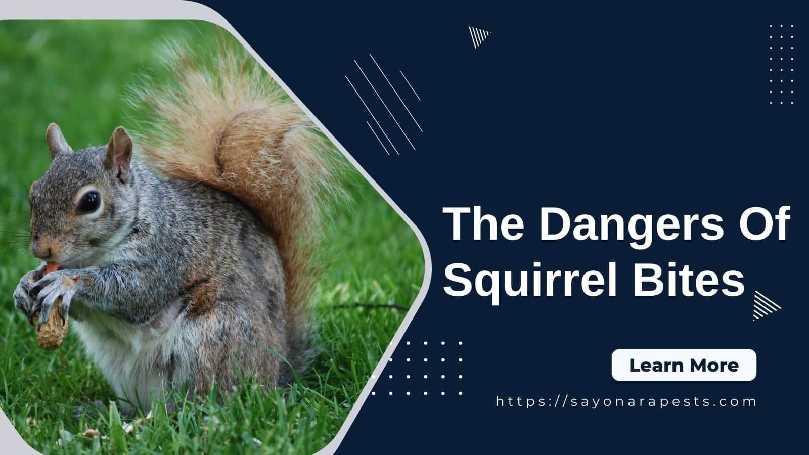The Dangers Of Squirrel Bites: Diseases, Rabies, Prevention And Cure