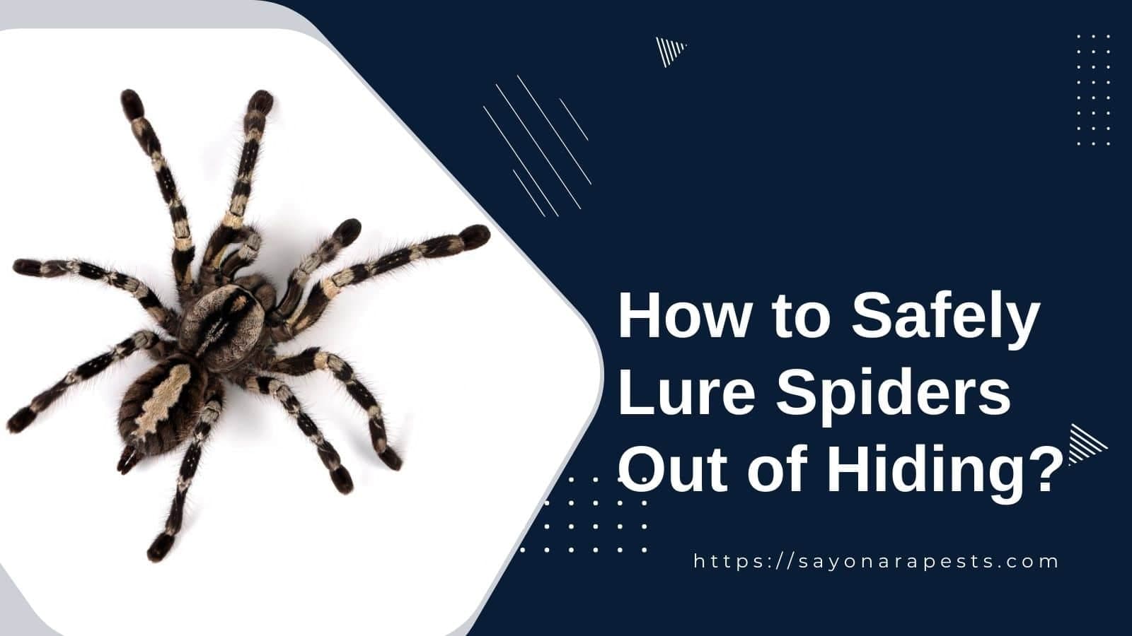 How to Safely Lure Spiders Out of Hiding?