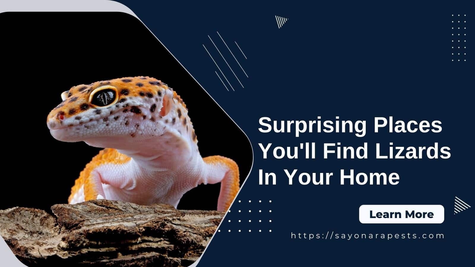 8 Surprising Places You’ll Find Lizards in Your Home
