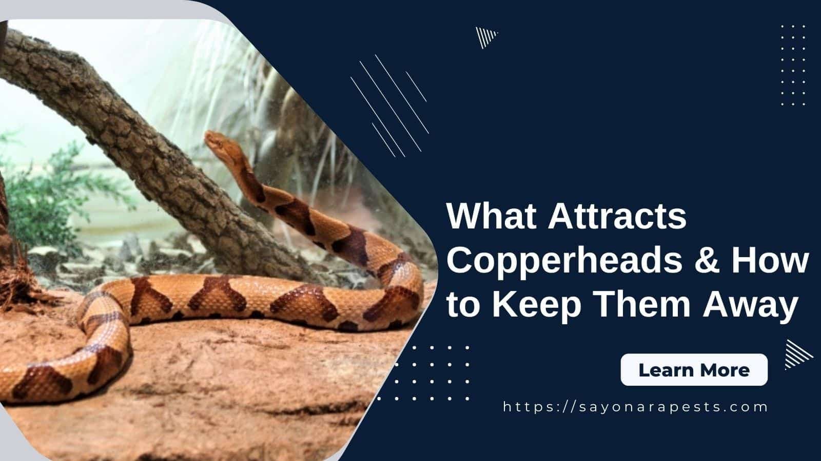 What Attracts Copperheads & How To Keep Them Away?