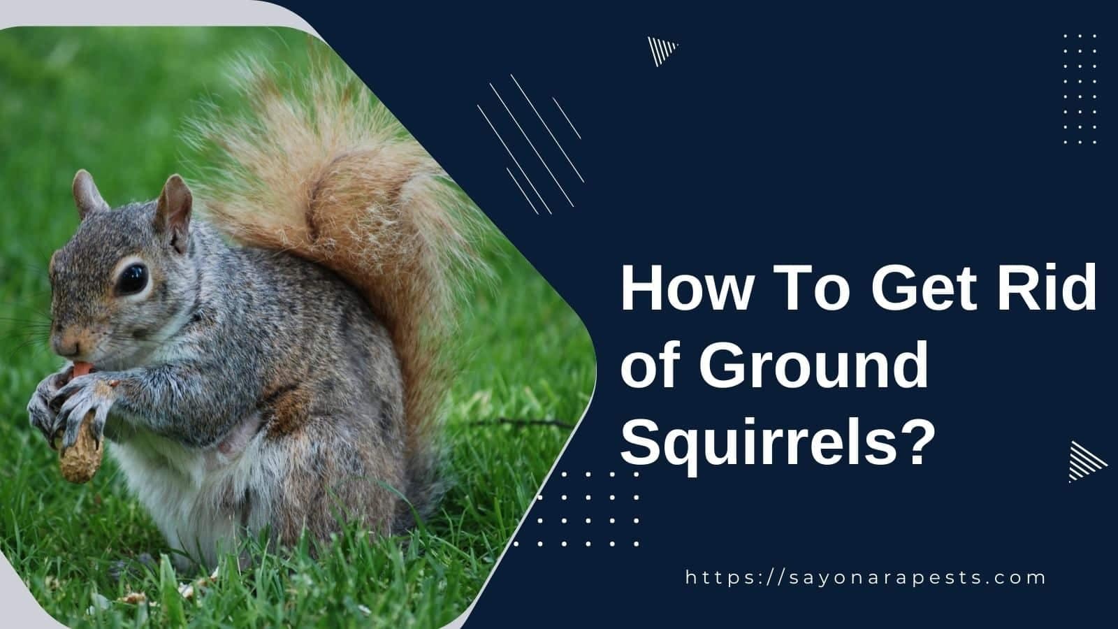 How To Get Rid of Ground Squirrels?