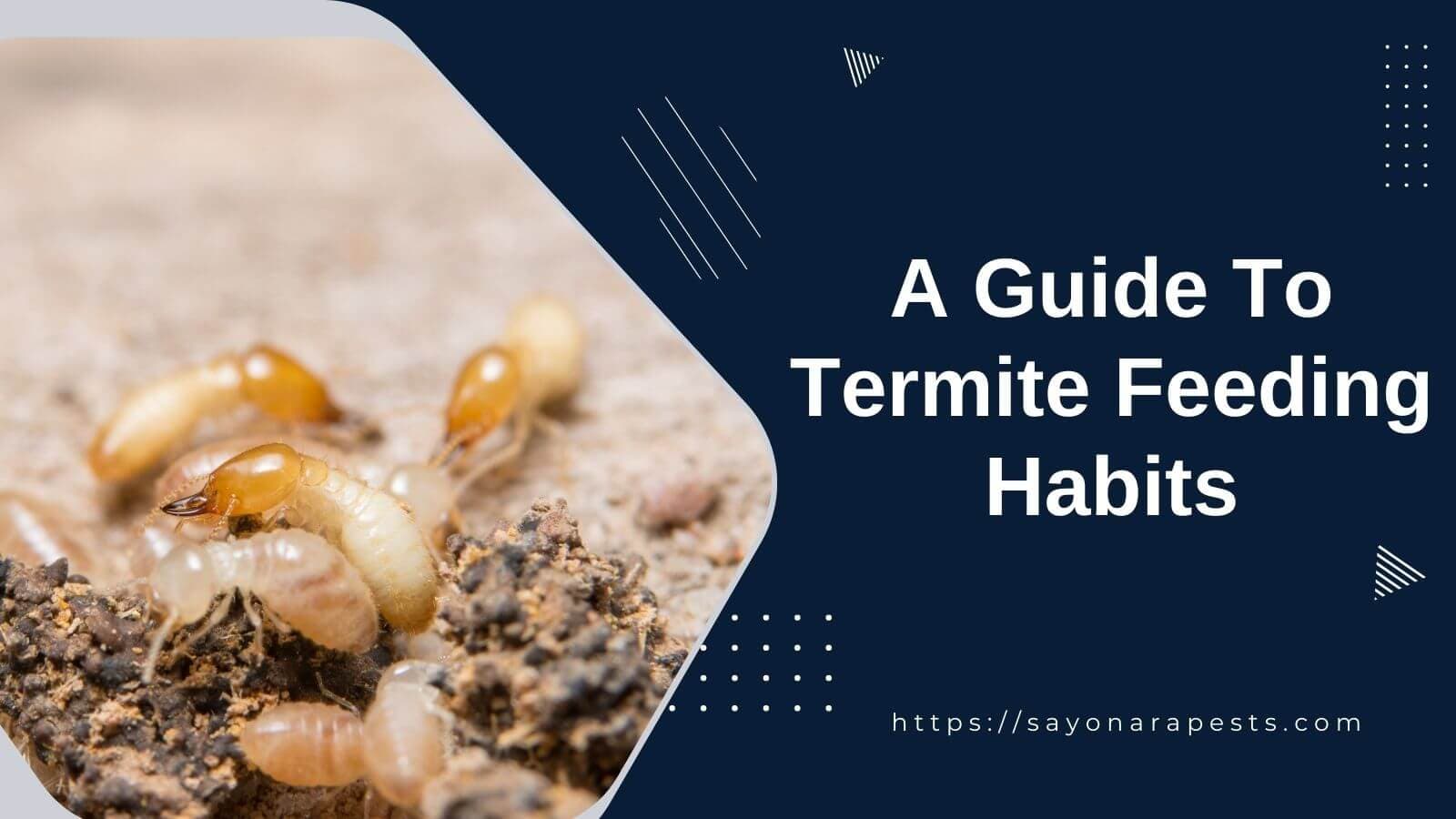 A Comprehensive Guide to Termite Feeding Habits