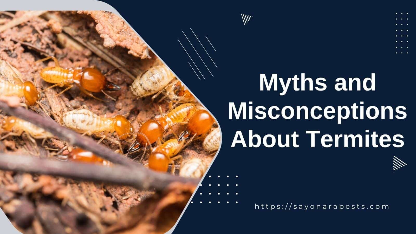 20 Common Myths and Misconceptions About Termites