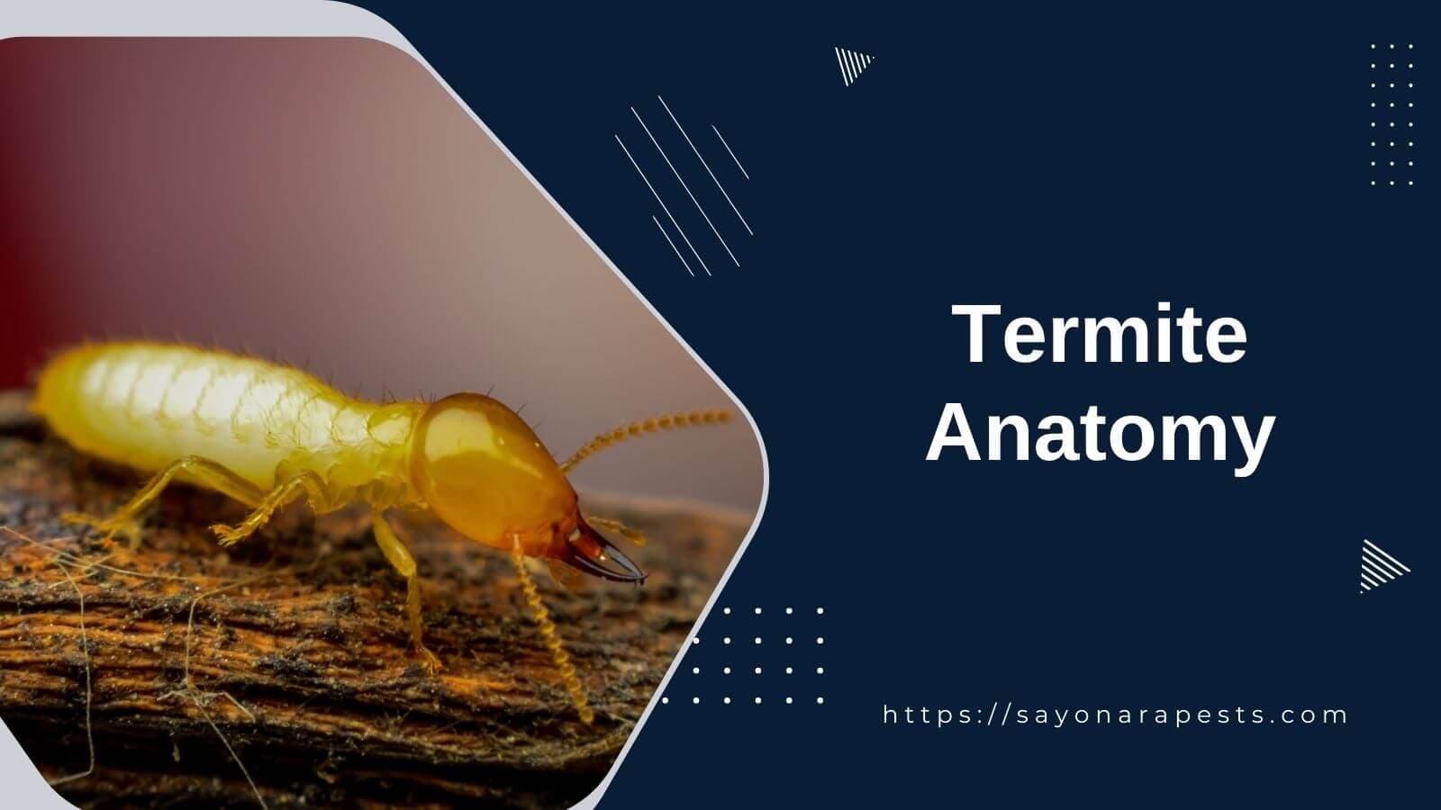 A Detailed Examination of Termite Anatomy