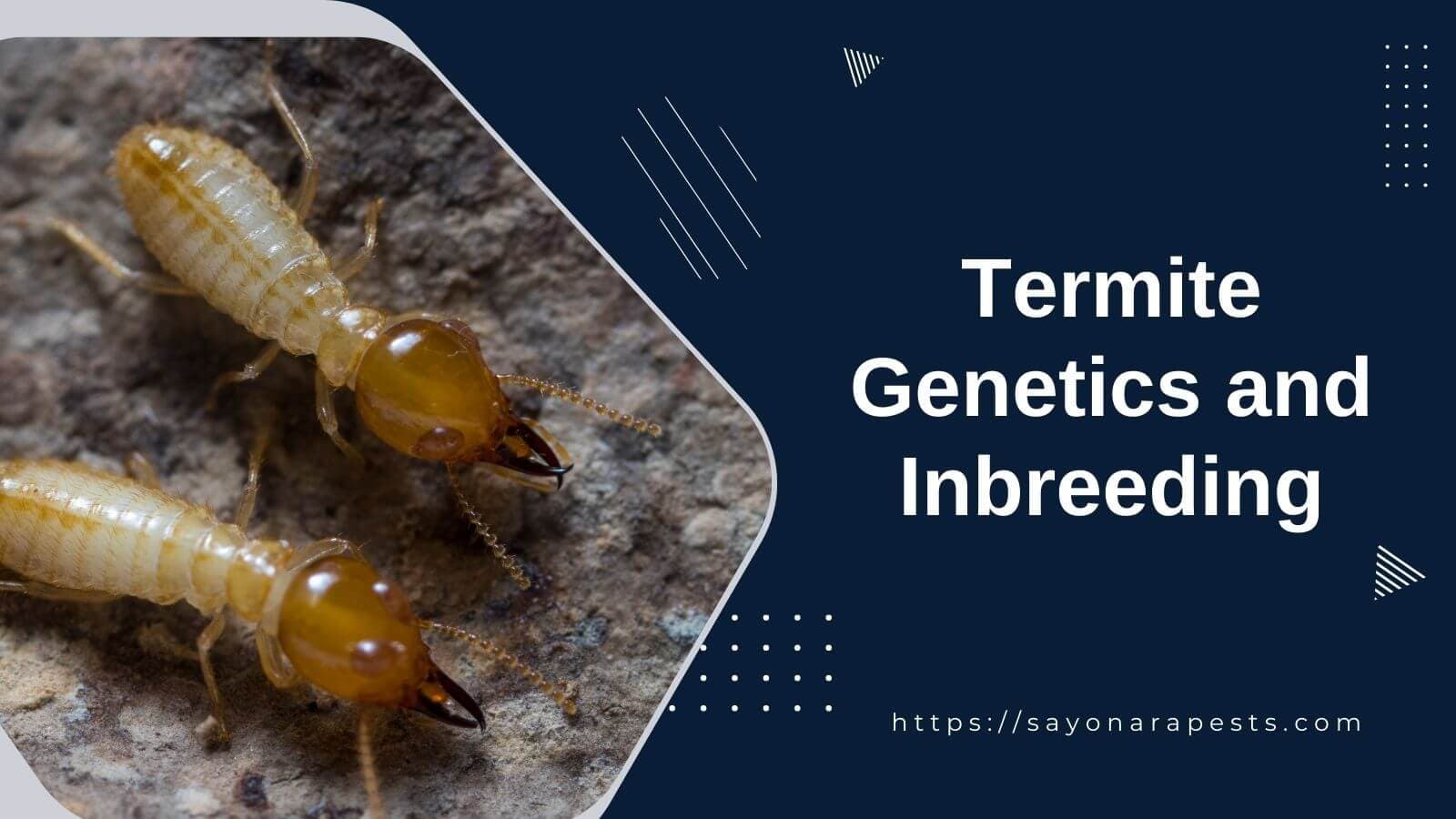 Exploring Termite Genetics and Inbreeding