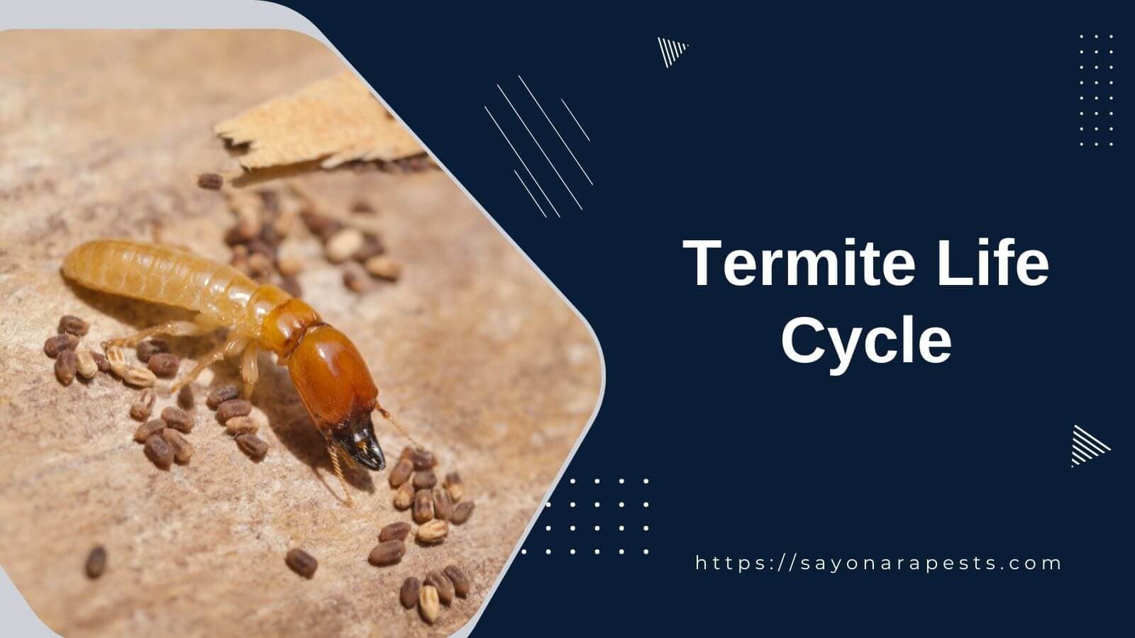 Understanding the Complex Termite Life Cycle