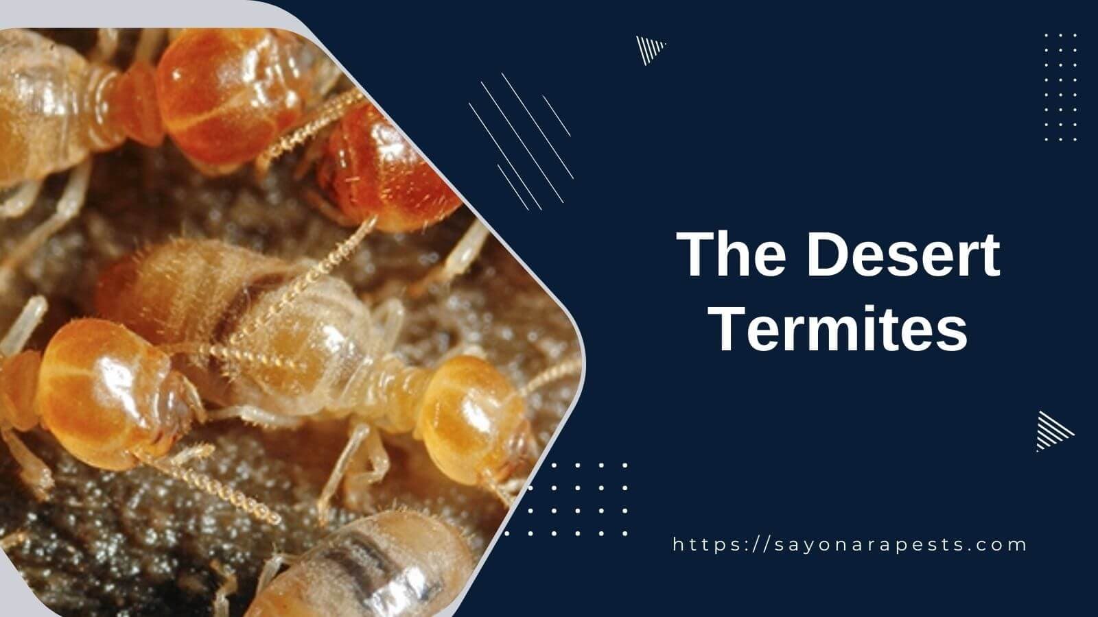 Understanding the Unique Adaptations of Desert Termites