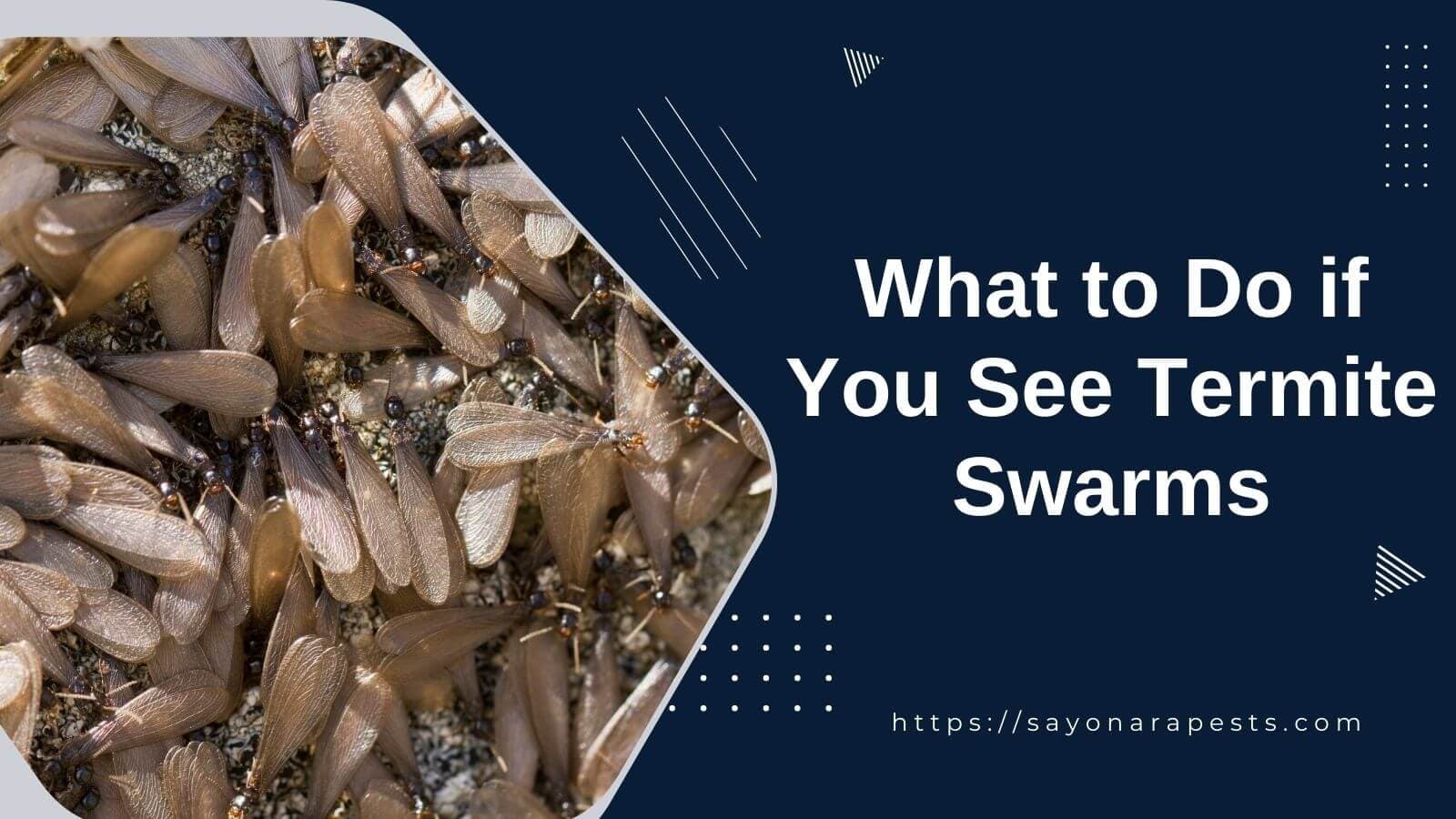 What They Are and What to Do if You See Termite Swarms