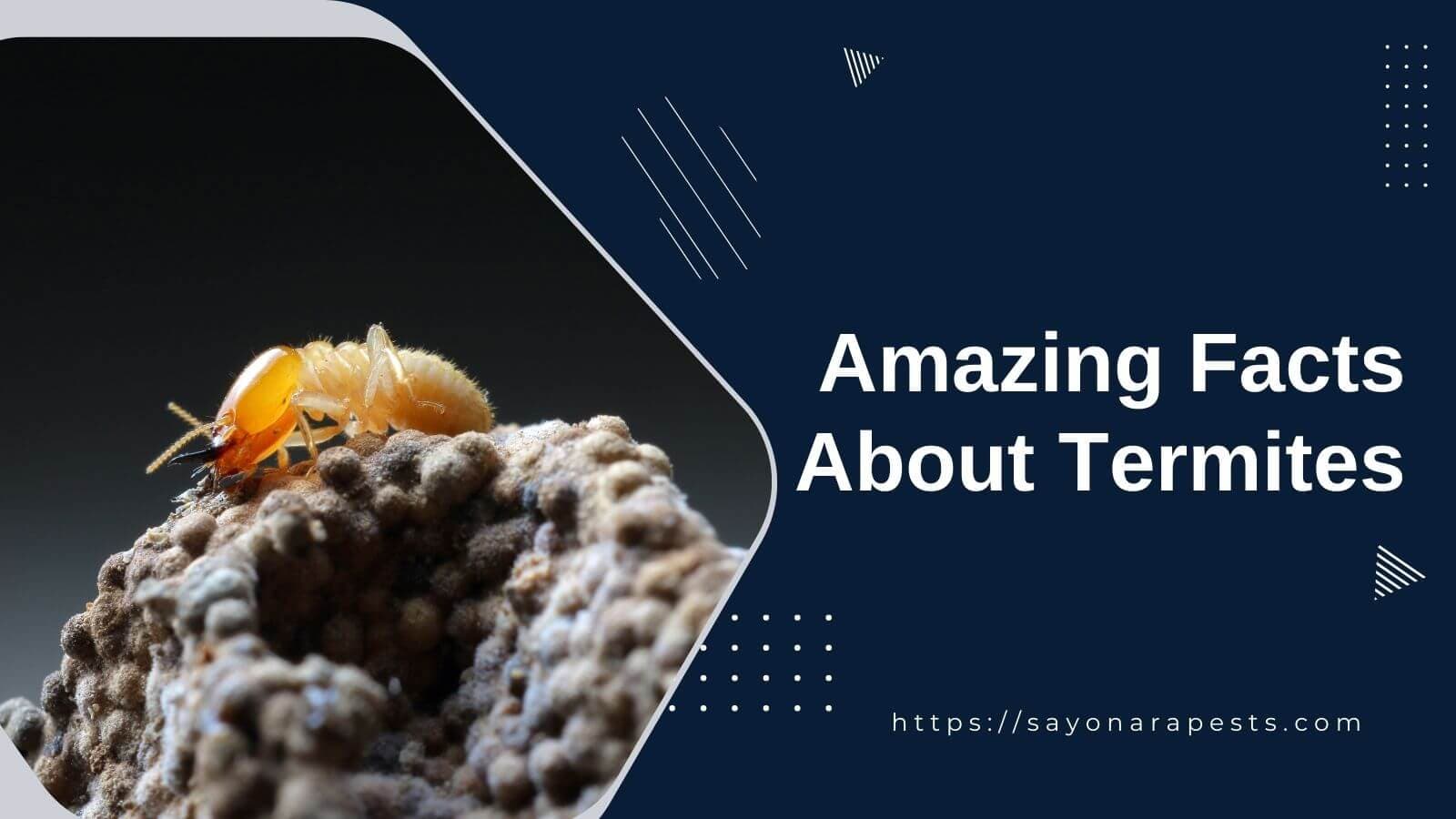 Top Amazing Facts About Termites That You Don’t Know Yet