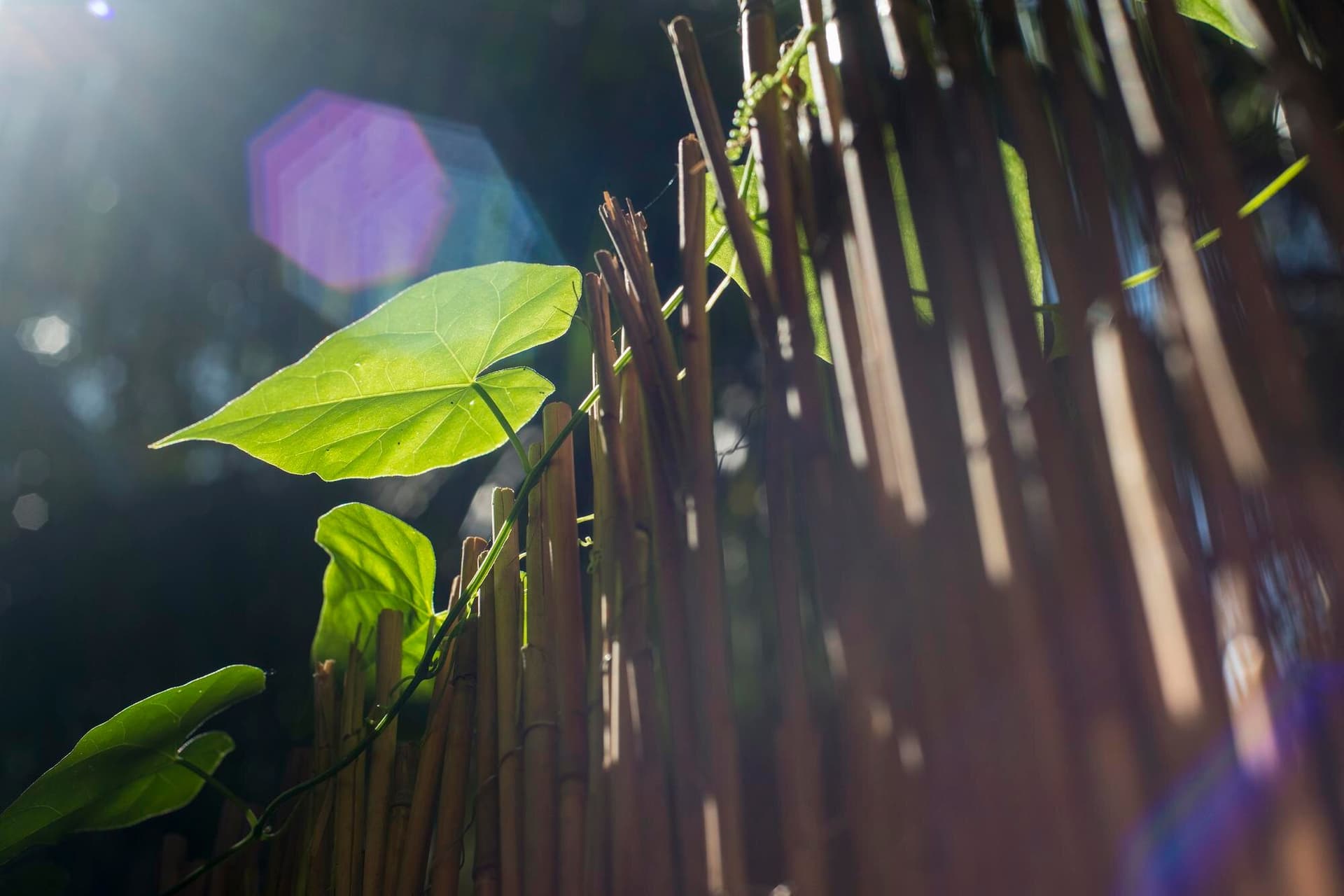 Creating a Pest-Free Garden Naturally: Your Ultimate Guide to Chemical-Free Gardening