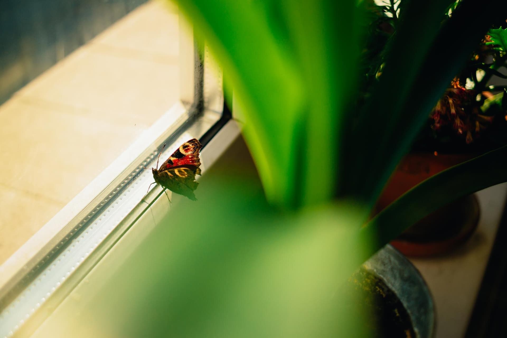 Master the Art of Natural Pest Control: A Step-by-Step Guide