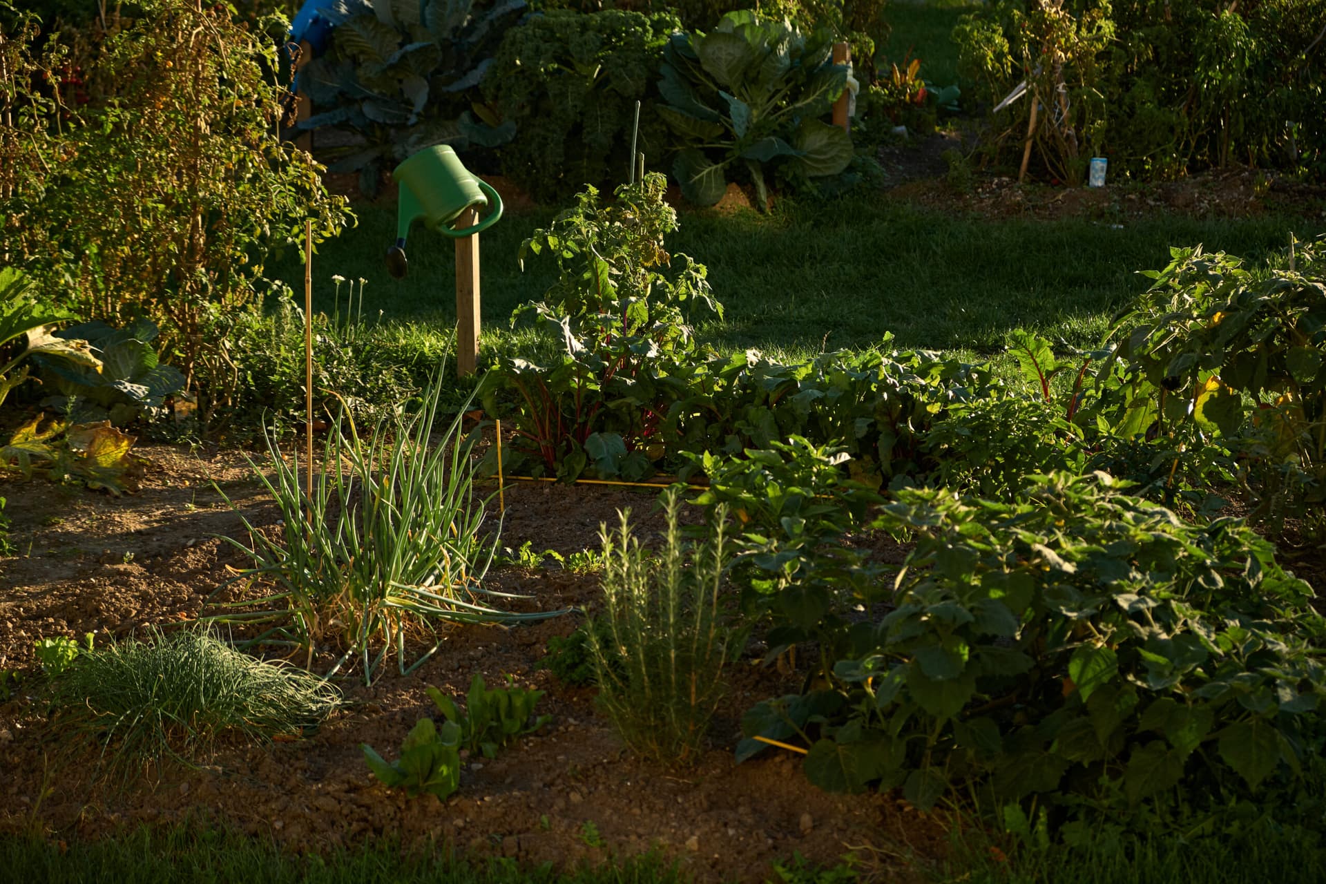 The Future of Pest Control: Embracing Natural and Sustainable Methods