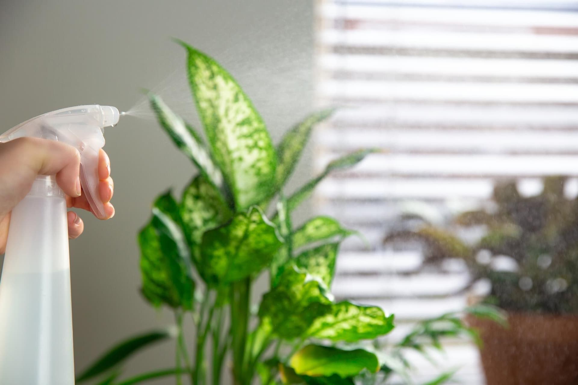 Eco-Friendly Pest Control: Safe and Simple Solutions for Renters