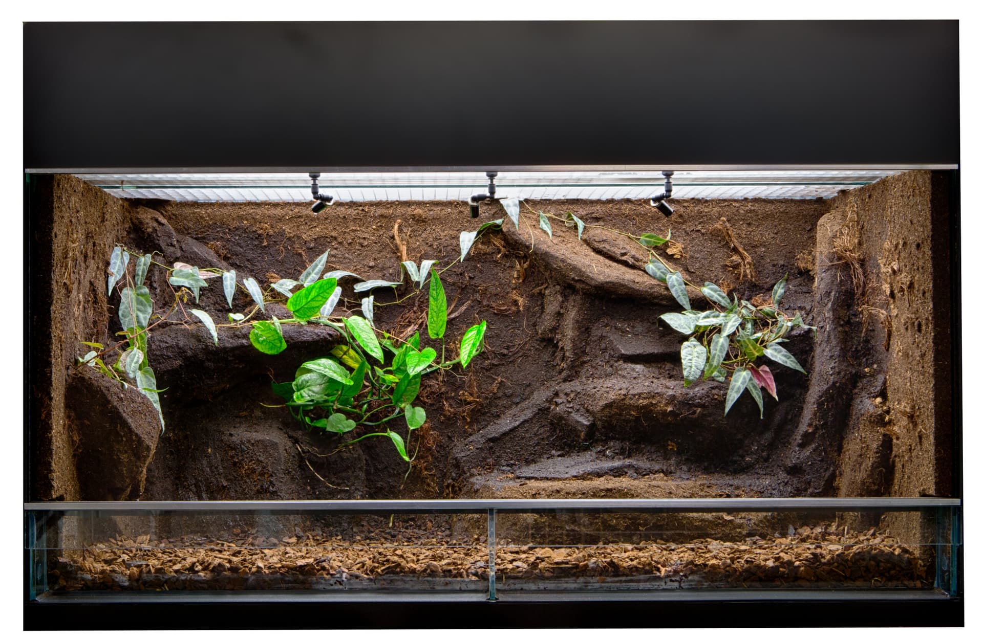Natural Pest Control: Safeguarding Your Reptile’s Habitat