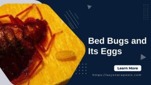 Bed bugs and its eggs