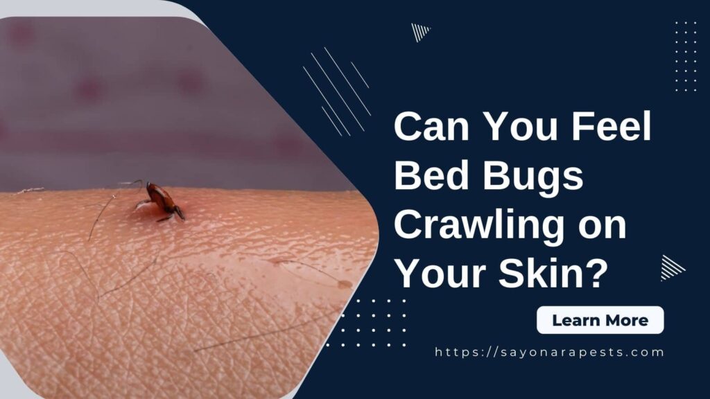 bed bugs on your skin