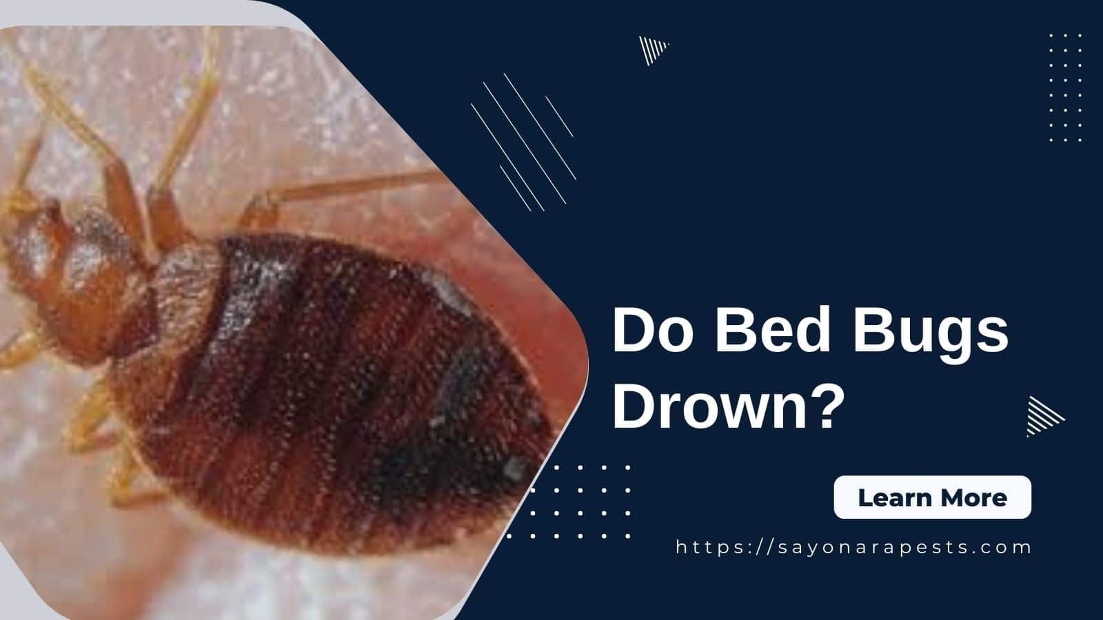 Do Bed Bugs Drown? - Sayonara Pests