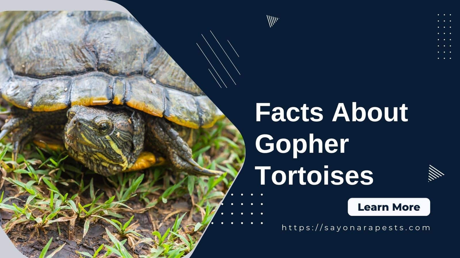 facts about gopher tortoise