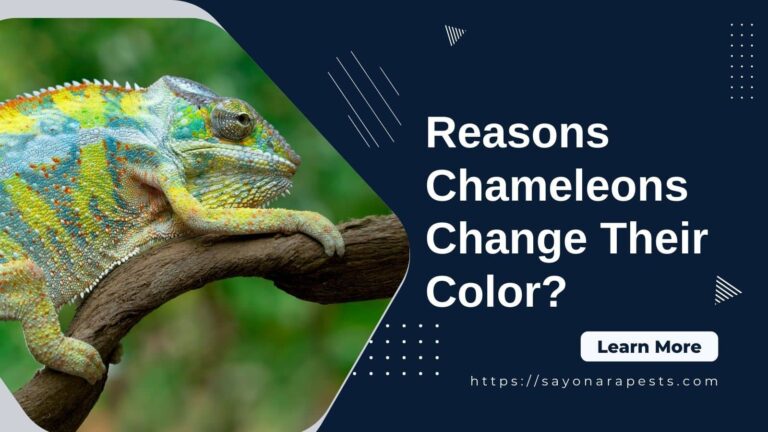 reasons why chameleons change their color