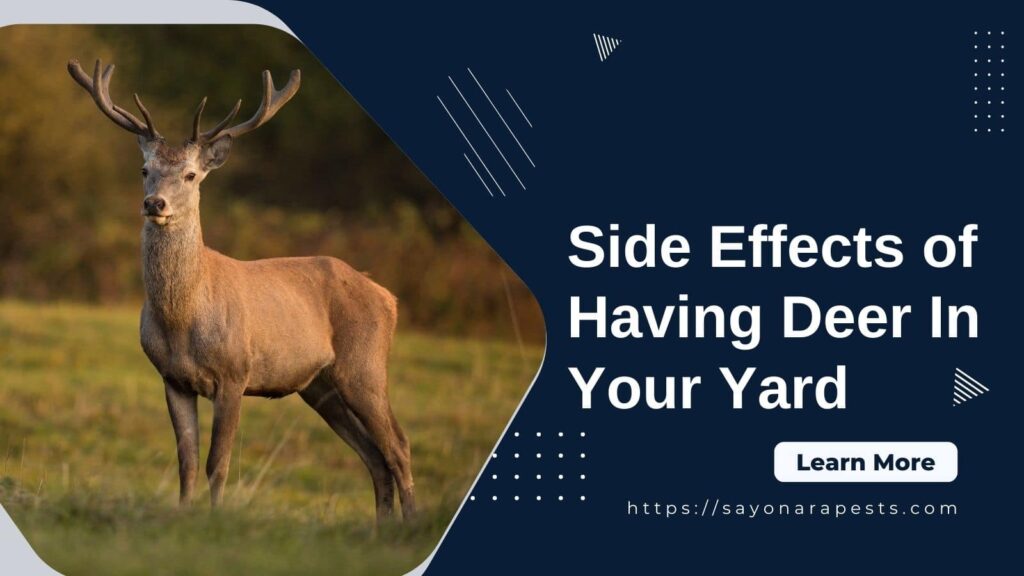 side effects deer backyard