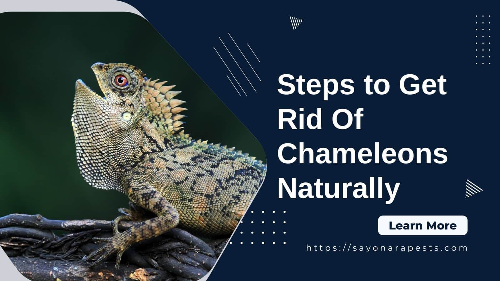 get rid of chameleons naturally