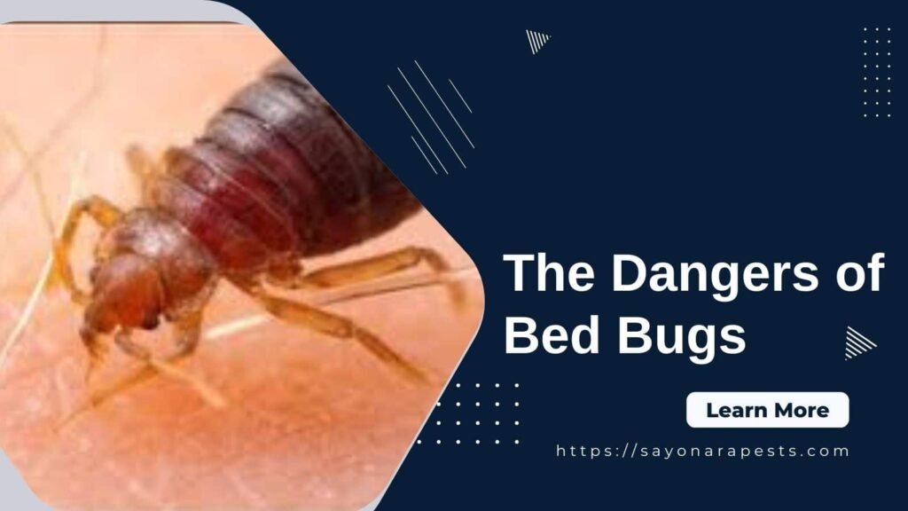 the-dangers-of-bed-bugs-sayonara-pests