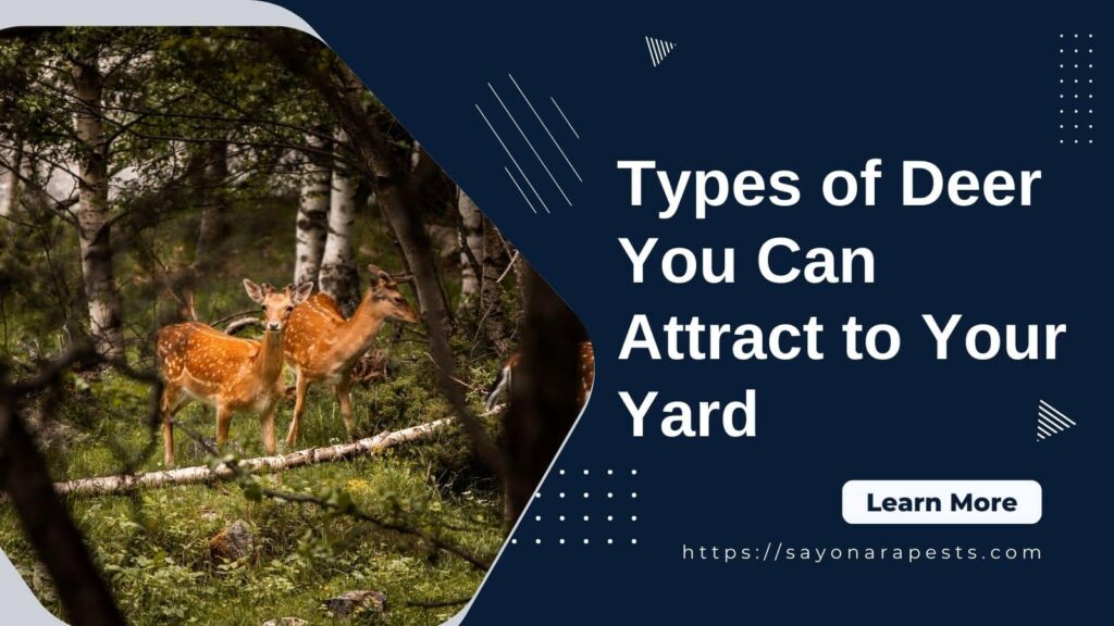 types of deer to attract in your yard
