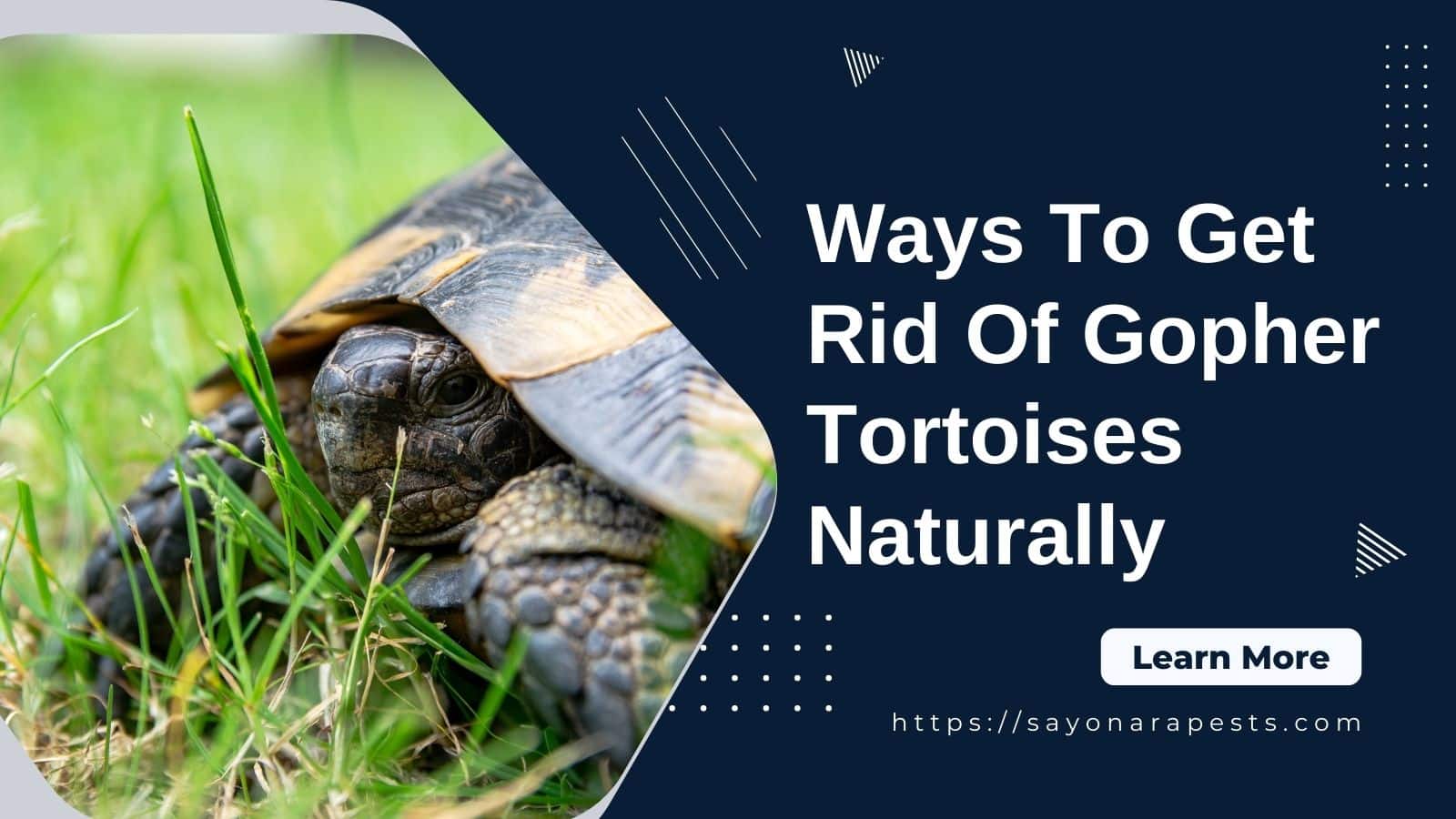 get rid of gopher tortoises