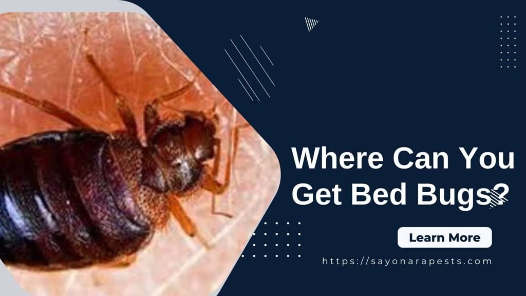 Where Can You Get Bed Bugs? Sayonara Pests