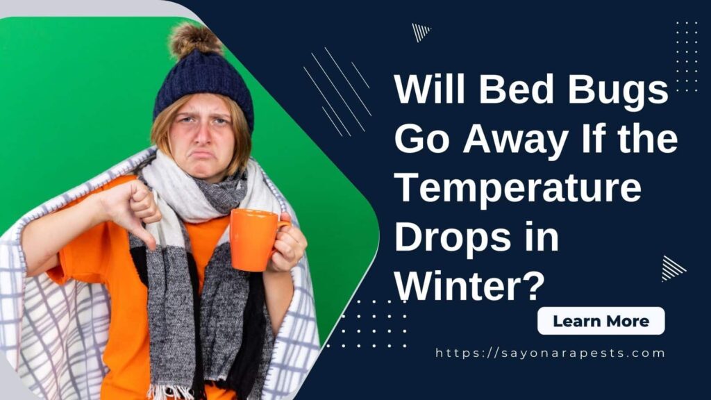 bed bugs in winter