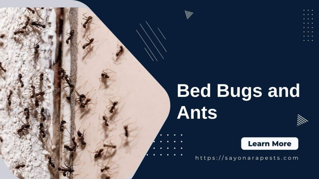 Bed bugs and ants