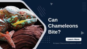 Can Chameleons Bite?