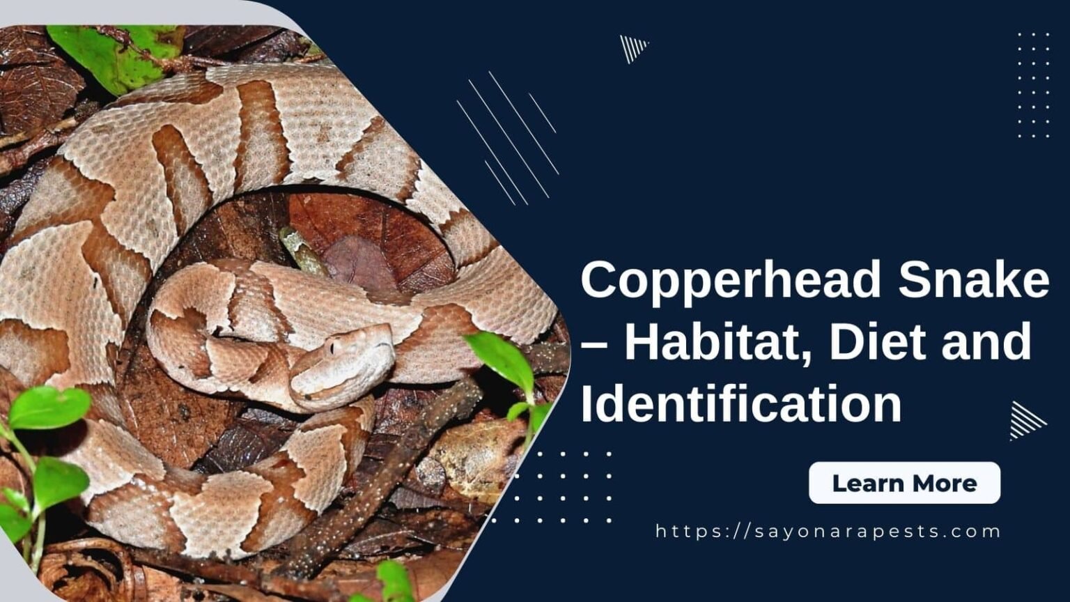 Copperhead Snake Habitat, Diet and Identification Sayonara Pests