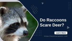 raccoons Scare Deer