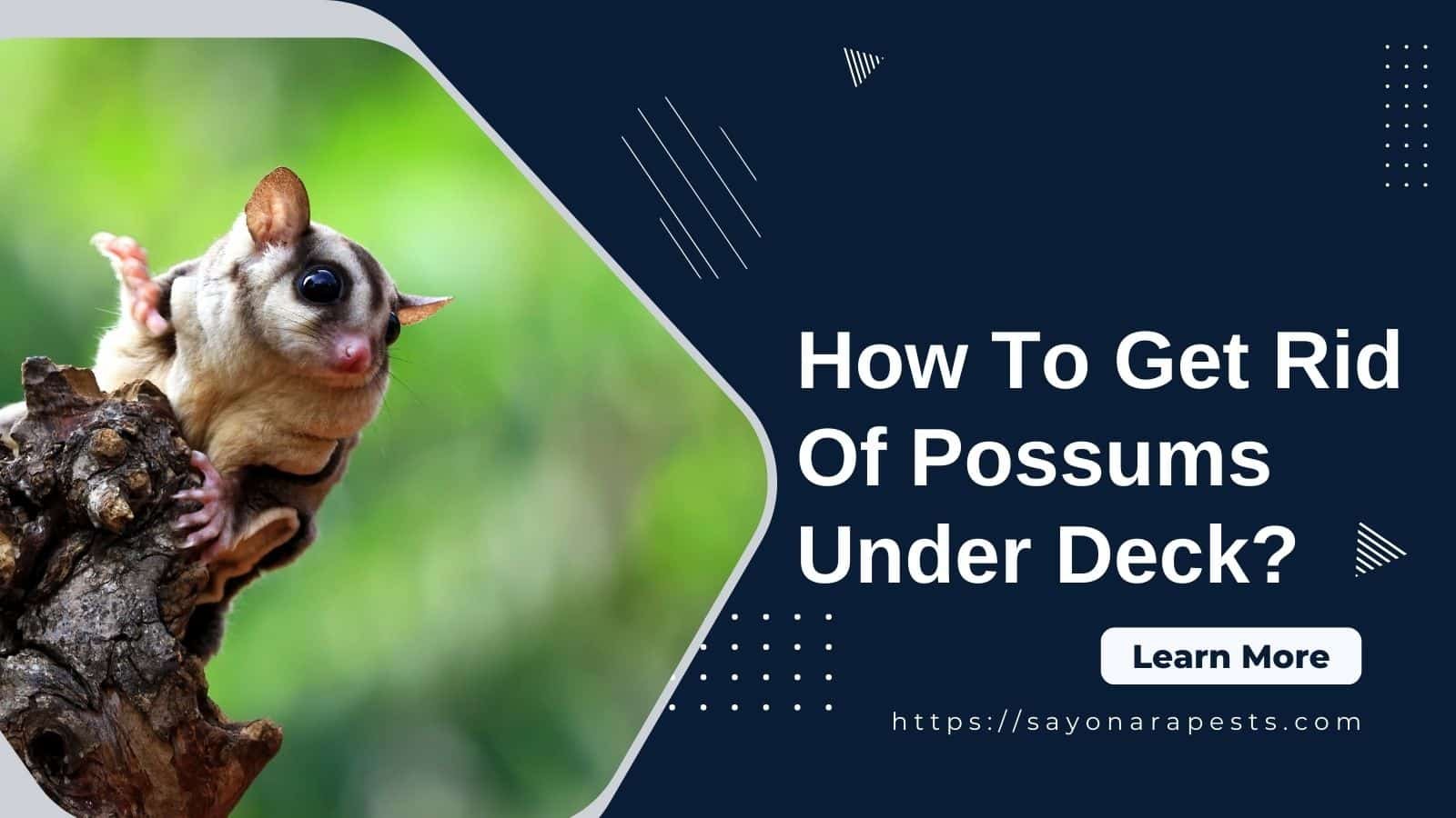 How To Get Rid Of Possums Under Deck? Sayonara Pests