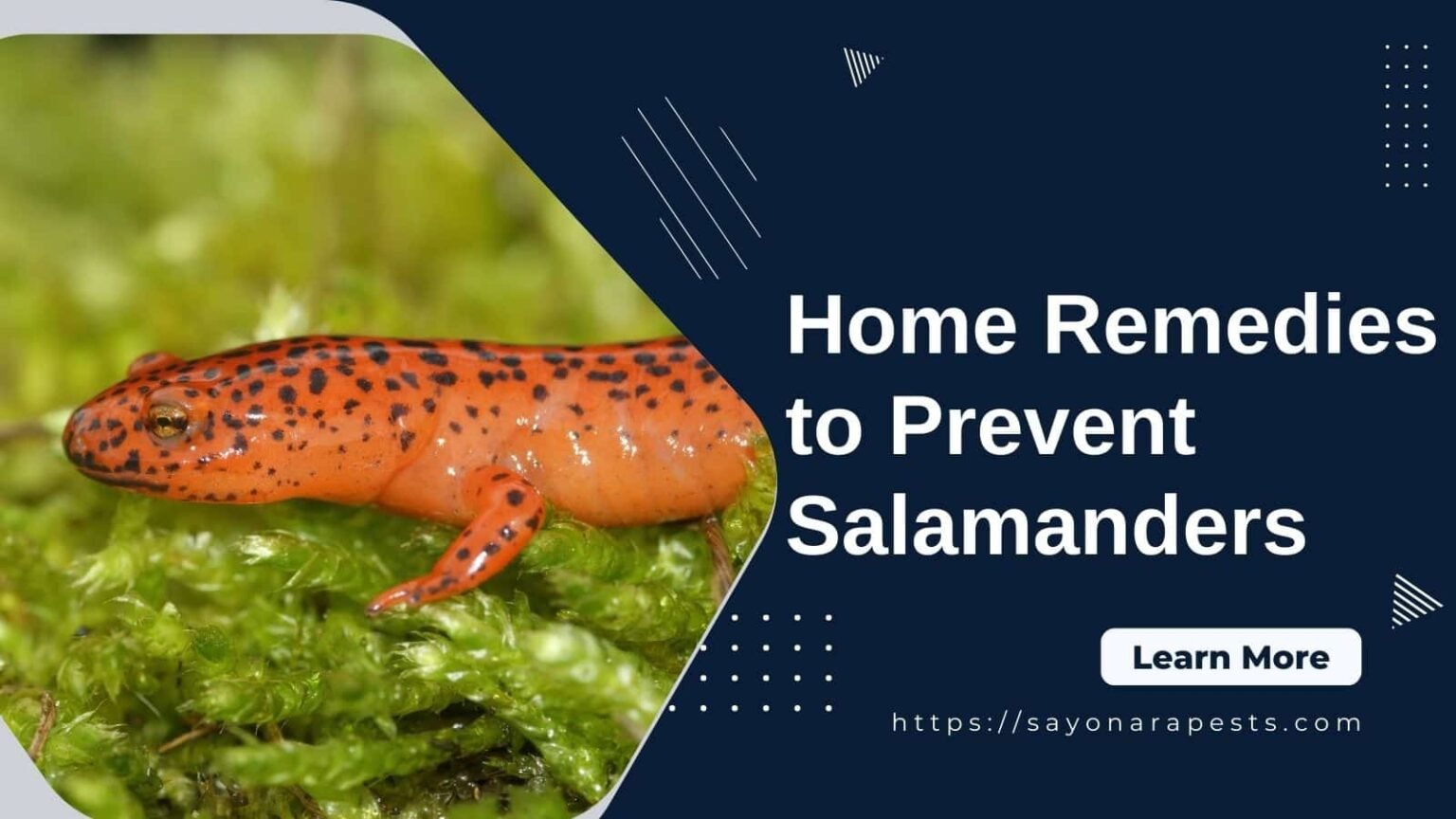 home-remedies-to-get-rid-of-salamanders-out-of-your-house-sayonara-pests